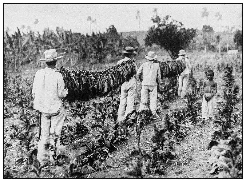 古色古香黑白照片:古巴比纳尔德尔里约热内卢的Vuelta Abajo区烟草切割和线束